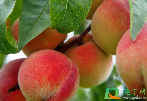 为什么桃子硬的好吃(比较硬的桃子)