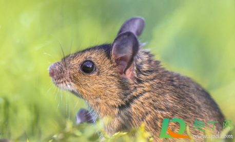 饭里有老鼠屎还能吃吗(老鼠屎掉饭里能不能再吃了)