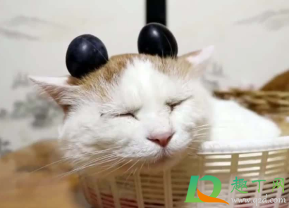 半夜两只猫对着叫是在干什么(晚上两只猫一直在叫是为什么) 半夜两只猫对着叫是在干什么(晚上两只猫一直在叫是为什么)