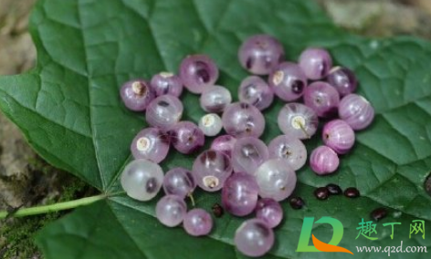 蕊被忍冬是什么植物(什么是忍冬科植物)