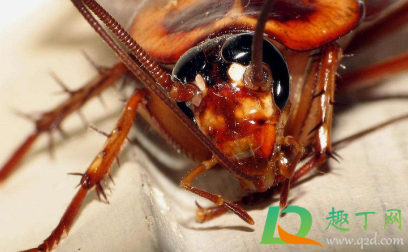 会飞的蟑螂怎么处理(蟑螂会飞怎么回事) 会飞的蟑螂怎么处理(蟑螂会飞怎么回事)