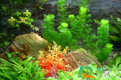 鱼缸水藻泛滥怎么办(鱼缸绿藻泛滥) 鱼缸水藻泛滥怎么办(鱼缸绿藻泛滥)