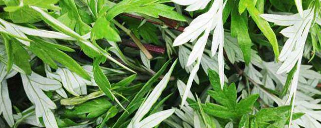 艾叶泡脚有什么作用(花椒艾叶泡脚有什么作用)