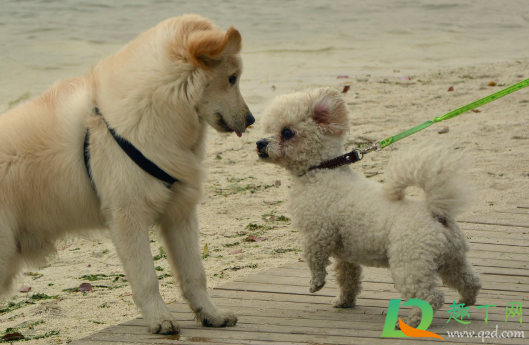 小型犬出门要栓绳吗(小型犬可以不栓绳吗) 小型犬出门要栓绳吗(小型犬可以不栓绳吗)