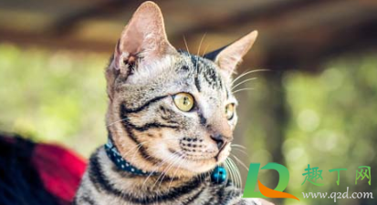 半夜两只猫对着叫是在干什么(晚上两只猫一直在叫是为什么)