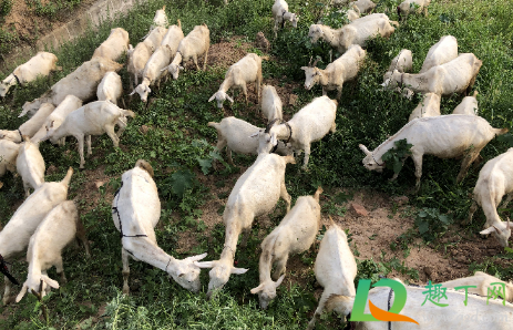 喝现挤羊奶后呕吐怎么回事(喝羊奶会吐,是羊奶的问题吗)