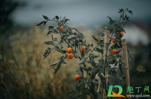 番茄叶子为什么总往上卷(番茄叶子向上卷曲是怎么回事) 番茄叶子为什么总往上卷(番茄叶子向上卷曲是怎么回事)