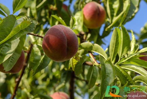 雨水大桃子还甜吗(下雨后桃子甜吗) 雨水大桃子还甜吗(下雨后桃子甜吗)