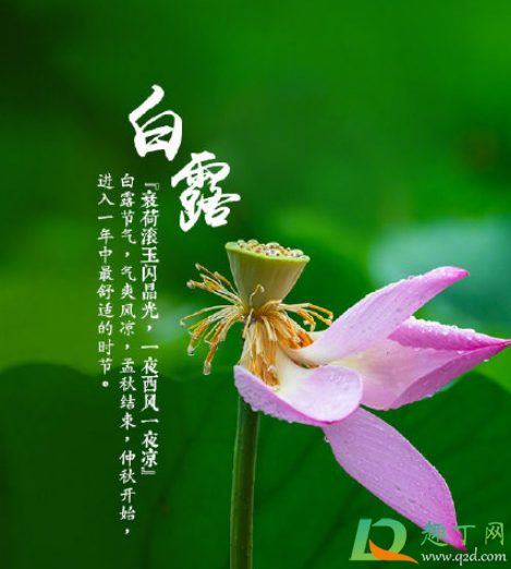 白露后天气还热吗2020(为何白露过后还是酷热天气)