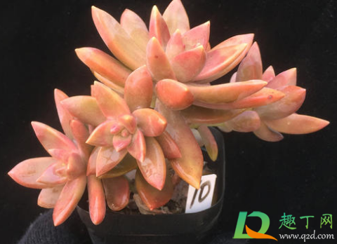 布丁多肉怎么好养吗(多肉布丁怎么养才漂亮) 布丁多肉怎么好养吗(多肉布丁怎么养才漂亮)