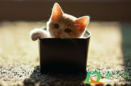 猫咪禁情粉吃了有副作用吗(猫咪吃了禁情粉会怎么样) 猫咪禁情粉吃了有副作用吗(猫咪吃了禁情粉会怎么样)