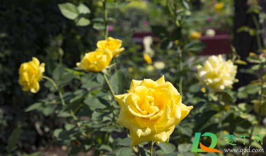 月季上能够嫁接石榴吗(盆栽月季石榴的养殖方法)