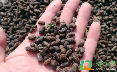 饭里有老鼠屎还能吃吗(老鼠屎掉饭里能不能再吃了)