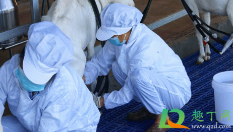 挤出的羊奶发黄是怎么回事(鲜羊奶变黄怎么回事) 挤出的羊奶发黄是怎么回事(鲜羊奶变黄怎么回事)