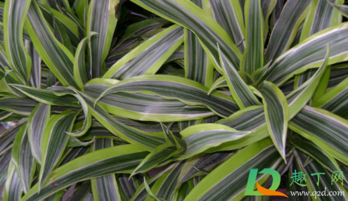 观叶植物施肥要多氮吗(观叶植物生长前期以氮肥为主)