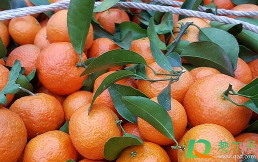 用什么肥料能使沙糖桔早熟(沙糖桔怎样施肥) 用什么肥料能使沙糖桔早熟(沙糖桔怎样施肥)