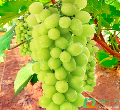 阳光玫瑰是提子还是葡萄(阳光玫瑰到底是葡萄还是提子) 阳光玫瑰是提子还是葡萄(阳光玫瑰到底是葡萄还是提子)