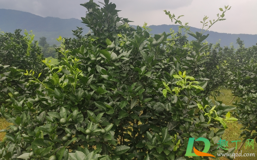 柑橘为何会得炭疽病(柑橘炭疽病落果) 柑橘为何会得炭疽病(柑橘炭疽病落果)