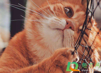 猫咪禁情粉吃了有副作用吗(猫咪吃了禁情粉会怎么样)