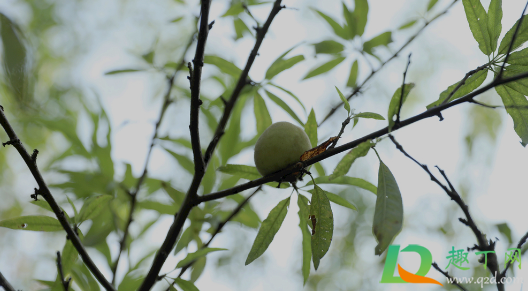 桃子为什么后期会软果(桃子为什么不会软) 桃子为什么后期会软果(桃子为什么不会软)