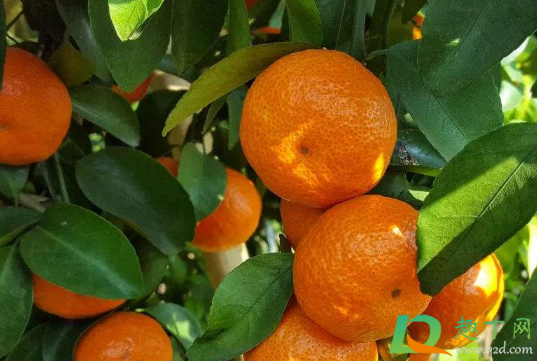 用什么肥料能使沙糖桔早熟(沙糖桔怎样施肥) 用什么肥料能使沙糖桔早熟(沙糖桔怎样施肥)