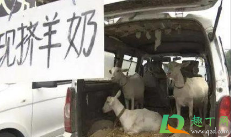 喝现挤羊奶得布病怎么回事(喝羊奶会传染布病吗) 喝现挤羊奶得布病怎么回事(喝羊奶会传染布病吗)