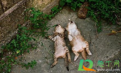 为什么躺着的时候呼吸不顺(感觉躺下来就呼吸不顺)