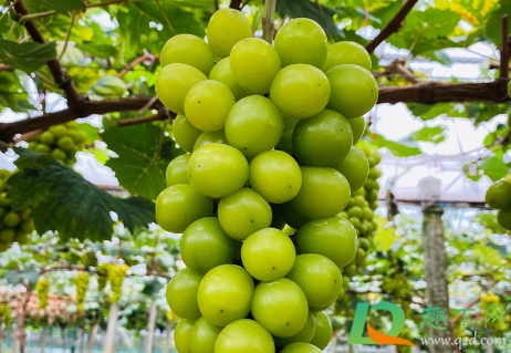 阳光玫瑰为什么有的有籽有的没有籽(阳光玫瑰有籽儿吗)