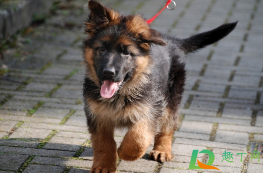 小区狗不栓打死违法吗(小区不栓狗链的狗可以直接打死吗)