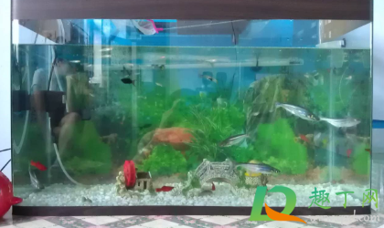 一天的鱼缸水为什么是绿色的(鱼缸水怎么会变绿色)