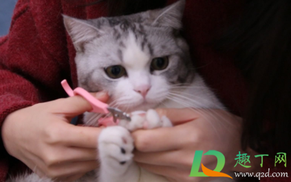 猫指甲剪出血会自愈吗(给猫剪指甲轻微出血会自愈吗)