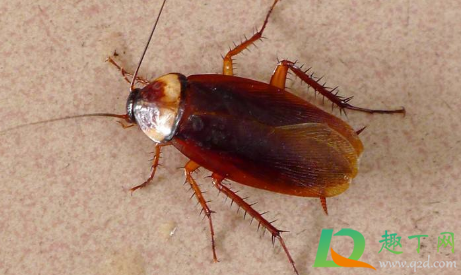 出现蟑螂的洗衣机还能用吗(洗衣机洗完发现有蟑螂)