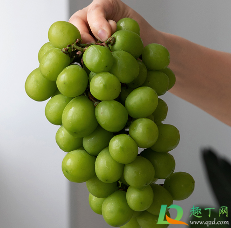 阳光玫瑰为什么有的有籽有的没有籽(阳光玫瑰有籽儿吗)