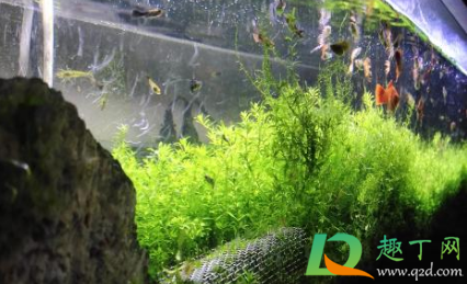 鱼缸水藻泛滥怎么办(鱼缸绿藻泛滥) 鱼缸水藻泛滥怎么办(鱼缸绿藻泛滥)