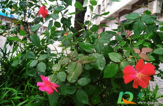 月季上能够嫁接石榴吗(盆栽月季石榴的养殖方法)