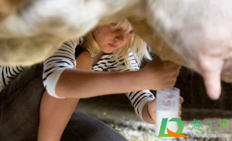 喝现挤羊奶得布病怎么回事(喝羊奶会传染布病吗) 喝现挤羊奶得布病怎么回事(喝羊奶会传染布病吗)