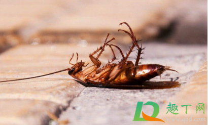 会飞的蟑螂怎么处理(蟑螂会飞怎么回事)
