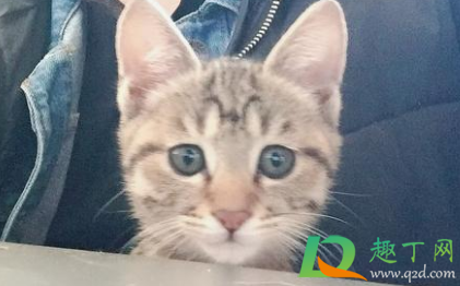 半夜两只猫对着叫是在干什么(晚上两只猫一直在叫是为什么) 半夜两只猫对着叫是在干什么(晚上两只猫一直在叫是为什么)