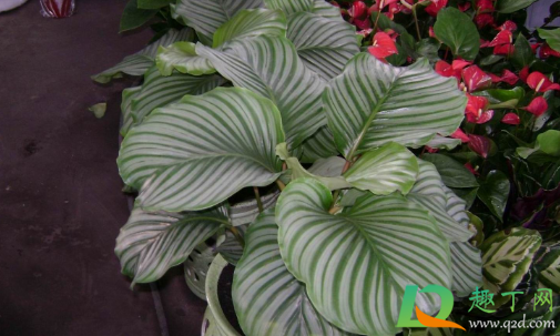 观叶植物施肥要多氮吗(观叶植物生长前期以氮肥为主)