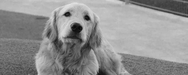 地震前狗的异常前兆(地震来临前狗的反应)