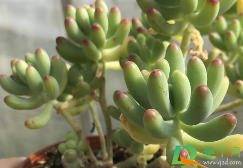 多肉乙女心好养活不(多肉乙女心怎么样) 多肉乙女心好养活不(多肉乙女心怎么样)