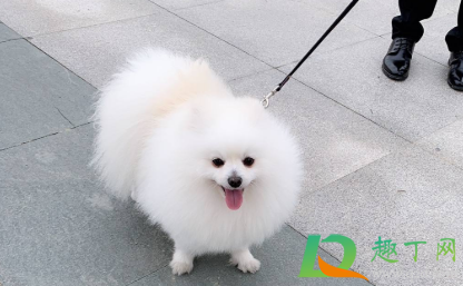 狗狗长癣会传染人吗(狗狗的癣会传染人吗)