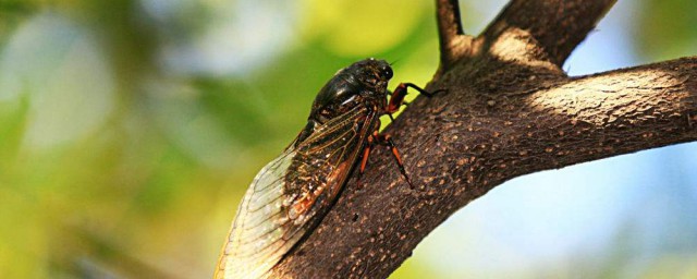 知了的习性是什么？(知了的种类是什么)