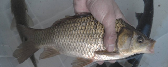 这些口诀钓鱼达人可要熟知了(来自钓鱼高手的秘诀)