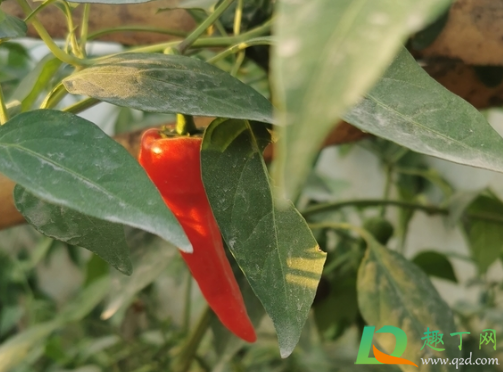 辣椒烂头是什么原因造成的(辣椒烂尾是什么病)