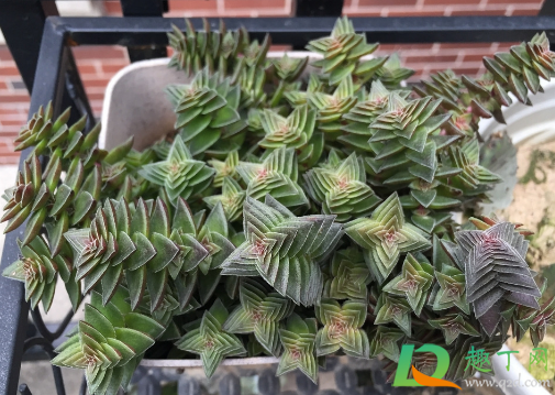 多肉茜之塔好养活不(茜之塔多肉叶片可以扦插吗)