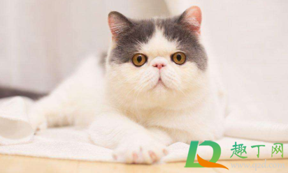 猫增肥发腮吃什么(怎么让猫发腮更胖一些)