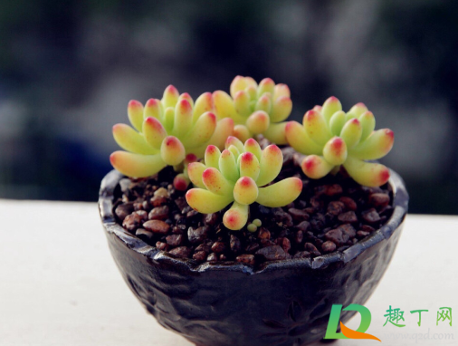 乙女心掉叶子还可以长吗(乙女心叶子越长越小)