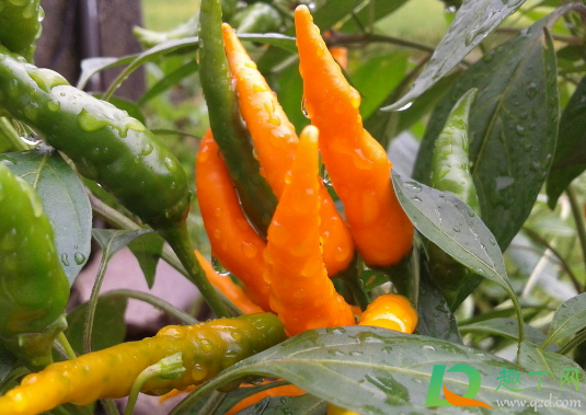 下过雨辣椒为什么会死(下了几天雨辣椒为什么突然死了) 下过雨辣椒为什么会死(下了几天雨辣椒为什么突然死了)