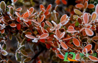 寒露节气会下霜吗2020(寒露节气会下雨吗)